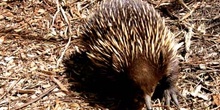 Echidna, especie de erizo australiano, Australia