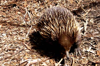 Echidna, especie de erizo australiano, Australia