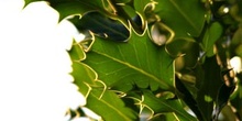 Acebo - Hojas (Ilex aquifolium)