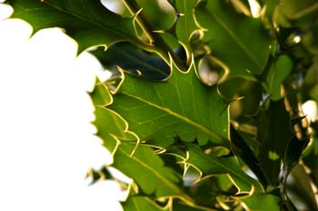 Acebo - Hojas (Ilex aquifolium)