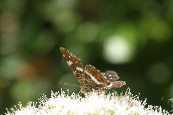 Protea / Mapa (Araschnia levana)