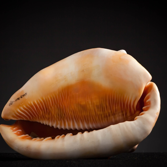 IES_CARDENALCISNEROS_CONCHAS_164