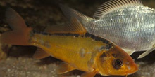 Carpa koi (Ciprinus carpio)