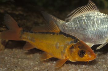 Carpa koi (Ciprinus carpio)