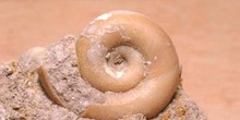 Caracol (Moluscos-Gasterópodos) Mioceno