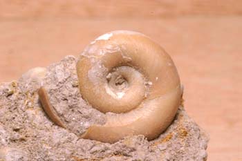 Caracol (Moluscos-Gasterópodos) Mioceno