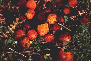 Madroño - Fruto (Arbutus unedo)