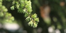 Cedro del Líbano (Cedrus libani)