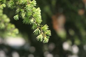 Cedro del Líbano (Cedrus libani)