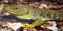 Lagarto ocelado