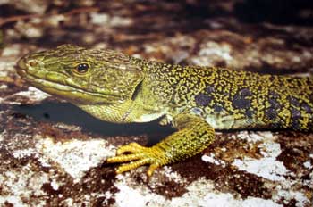 Lagarto ocelado