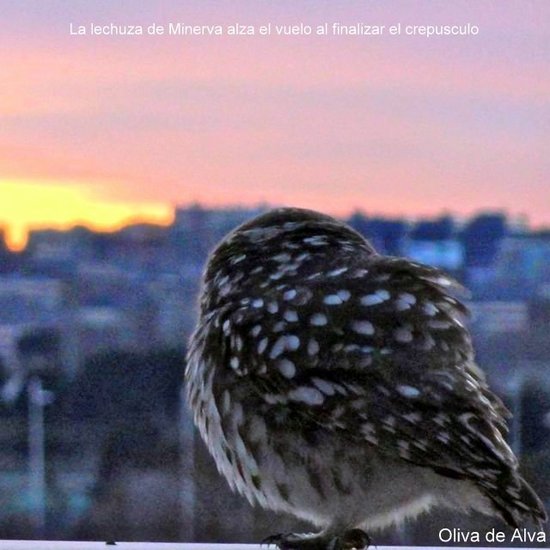 Lechuza
