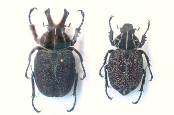 Inca clathrata (Suramérica)