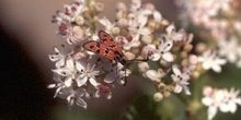 Zigena (Zygaena sp,)