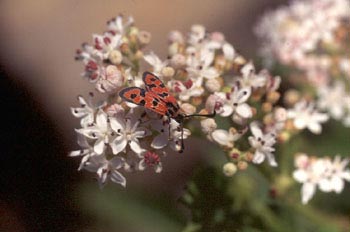 Zigena (Zygaena sp,)