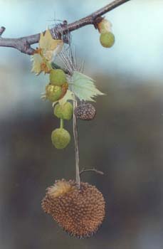Plátano - Fruto (Platanus orientalis)