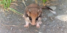 Lirón careto (Eliomys guercinus)