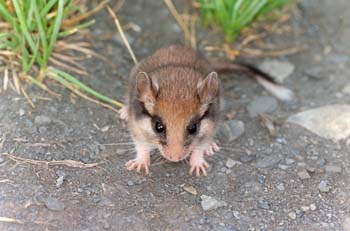 Lirón careto (Eliomys guercinus)