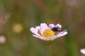 Heliotaurus ruficollis