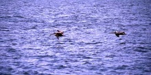 Aves acuáticas en vuelo en el río Dulce, Livingston, Guatemala