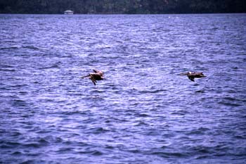 Aves acuáticas en vuelo en el río Dulce, Livingston, Guatemala