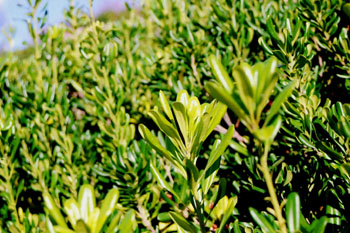 Hojas de tipo simple