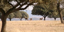 Ciervo común (Cervus elaphus)