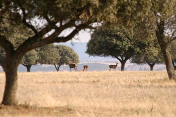 Ciervo común (Cervus elaphus)