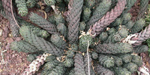 Haworthia reinwardtii