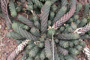 Haworthia reinwardtii