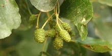 Aliso - Flor Femenina (Alnus glutinosa)