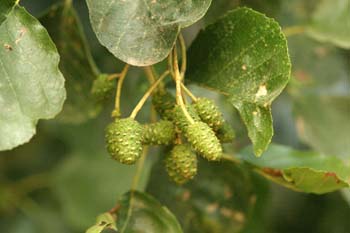 Aliso - Flor Femenina (Alnus glutinosa)