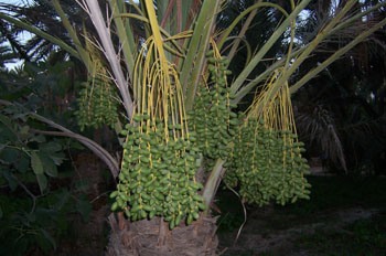 Detalle palmera, Nefta, Túnez