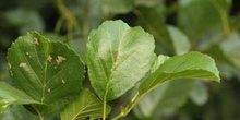 Aliso - Hoja (Alnus glutinosa)