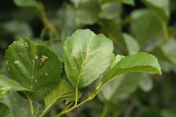 Aliso - Hoja (Alnus glutinosa)