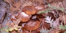 Seta de la miel (Armillaria mellea)