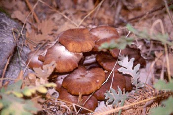 Seta de la miel (Armillaria mellea)