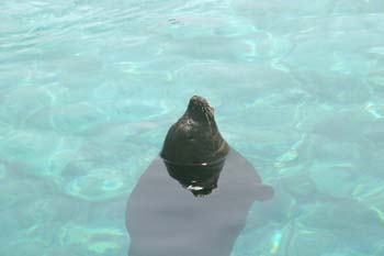 Foca común (Phoca vitulina)