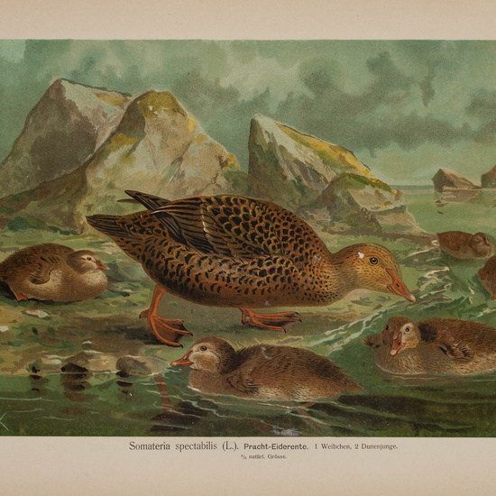 IES_CARDENALCISNEROS_AVES_LAMINAS_075