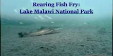 Rearing Fish Fry: Lake Malawi National Park: UNESCO Culture Sector