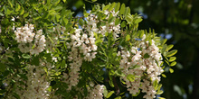 Pan y quesillos - Hoja, flor, fruto (Robinia pseudoacacia)