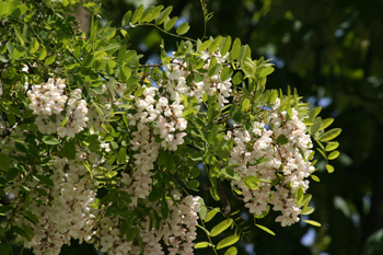Pan y quesillos - Hoja, flor, fruto (Robinia pseudoacacia)