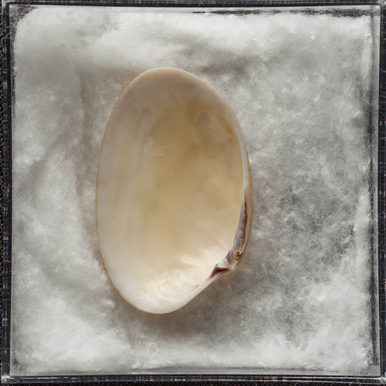 IES_ISABELLACATOLICA_BIOLOGIA_449