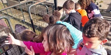 Los conejos visitan el huerto_CEIP FDLR_Las Rozas