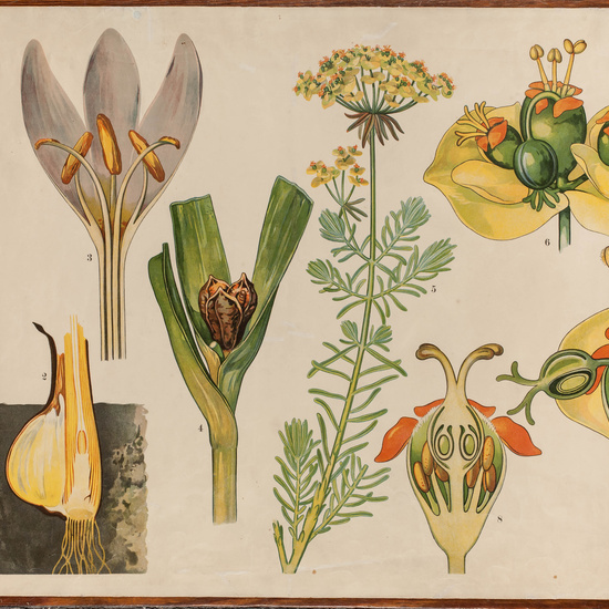 IES_CARDENALCISNEROS_BOTÁNICA_II_LÁMINAS_011