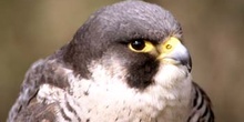 Halcón Peregrino (Falco peregrinus)