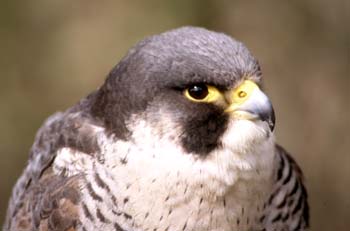 Halcón Peregrino (Falco peregrinus)