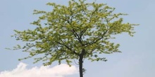 Acacia de tres espinas - Porte (Gleditsia triacanthos)