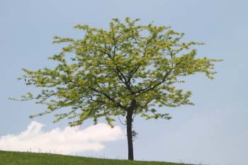 Acacia de tres espinas - Porte (Gleditsia triacanthos)