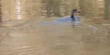 Cormorán grande Phalacrocorax carbo Linnaeus, 1758